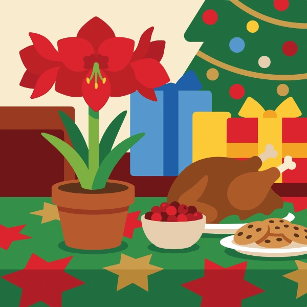 Red amaryllis in a terracotta pot on a Christmas table with roast turkey gifts and decorated tree