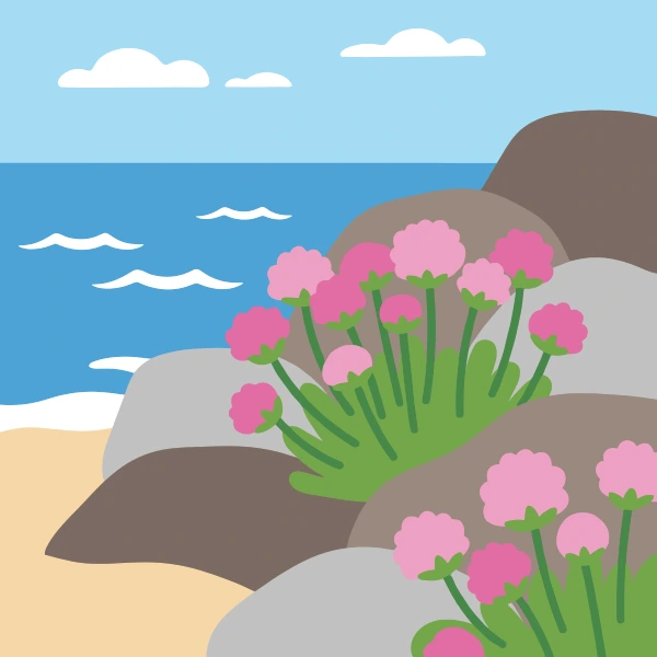 Pink armeria sea thrift flowers growing in clusters on gray coastal rocks above a blue ocean