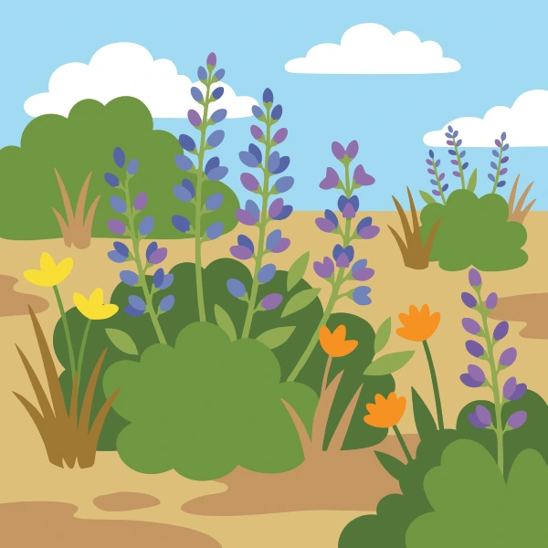 Blue and purple lupine flower spikes beside yellow and orange tulip-like flowers in an open sandy coastal prairie with ocean visible in the background