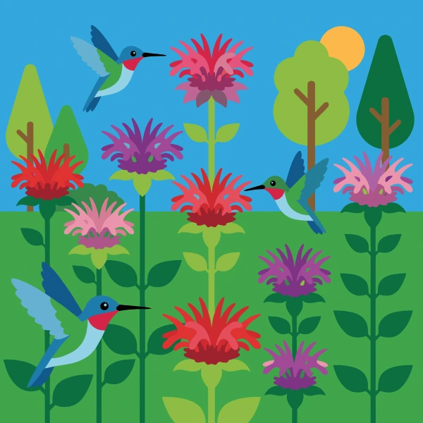 Three hummingbirds hovering near red and purple bee balm flowers in a bright green summer garden