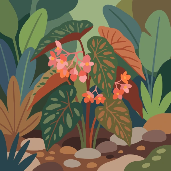 Pink and orange begonia blooms among large patterned tropical leaves and stones in a shaded garden