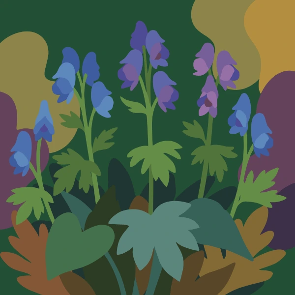 Pink bergenia bell-shaped flowers beside a blue garden pond with lily pads under a golden sunset