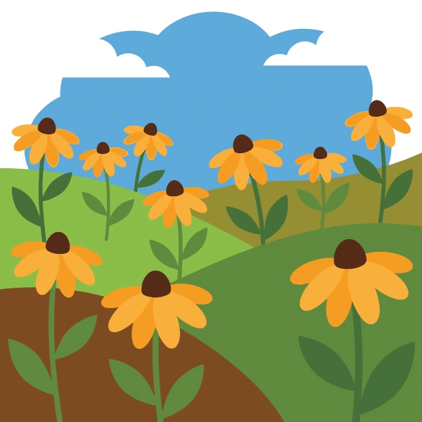 Yellow black-eyed susan flowers with dark brown centers growing across rolling green and brown hills