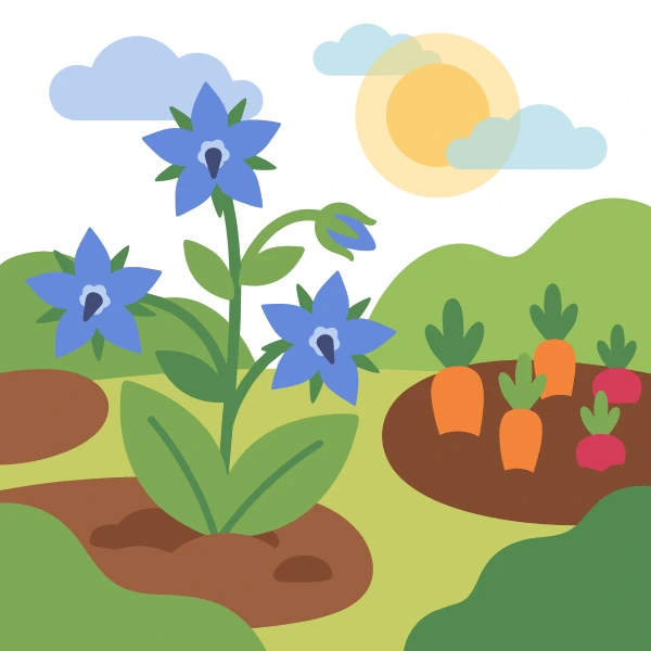 Blue star-shaped borage flowers in a kitchen garden with orange carrots and pink radishes in the background