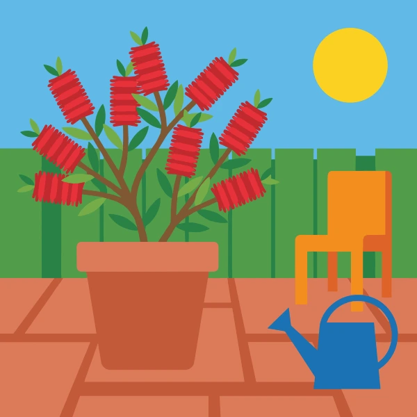 Red bottlebrush plant in a terracotta pot on a sunny brick patio with a yellow chair and blue watering can