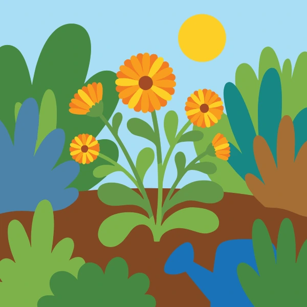 Bright orange calendula flowers in a mixed herb garden with large green leaves a blue watering can and warm sun