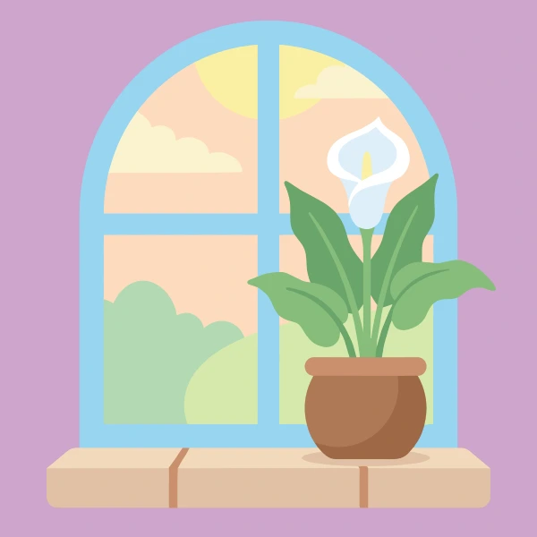 White calla lily in a pot on a windowsill before an arched window with a purple wall and sunny garden outside