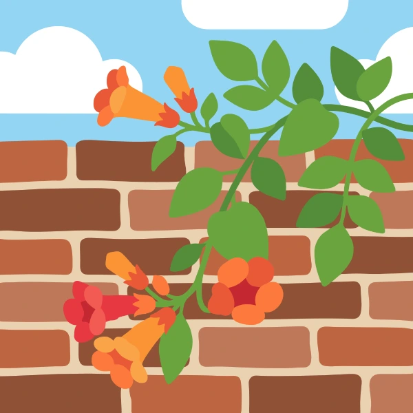 Orange and red campsis trumpet vine flowers climbing across a warm brick wall with a blue sky behind