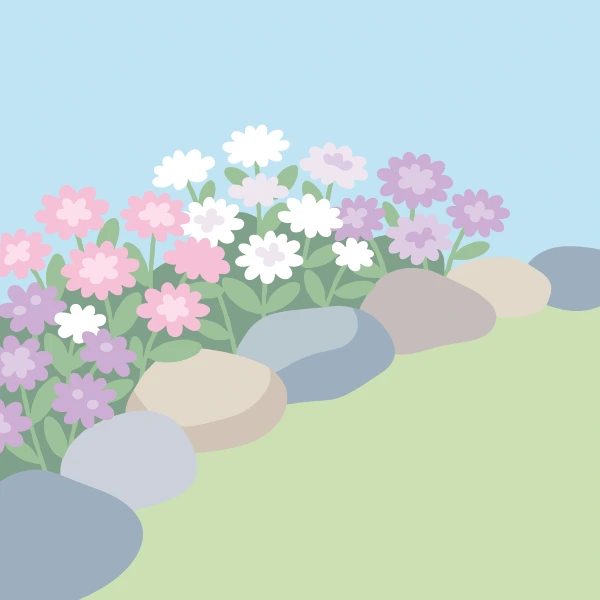 White pink and purple candytuft flowers growing along a curved rock border with rounded gray stones