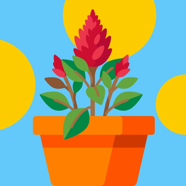 Crimson celosia cockscomb plant with deep pink buds in an orange terracotta pot on a bright blue and yellow background
