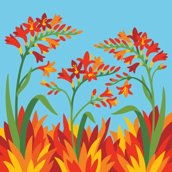 Orange and red crocosmia flowers on arching stems above fiery red and orange flame-shaped leaves against a bright teal blue background