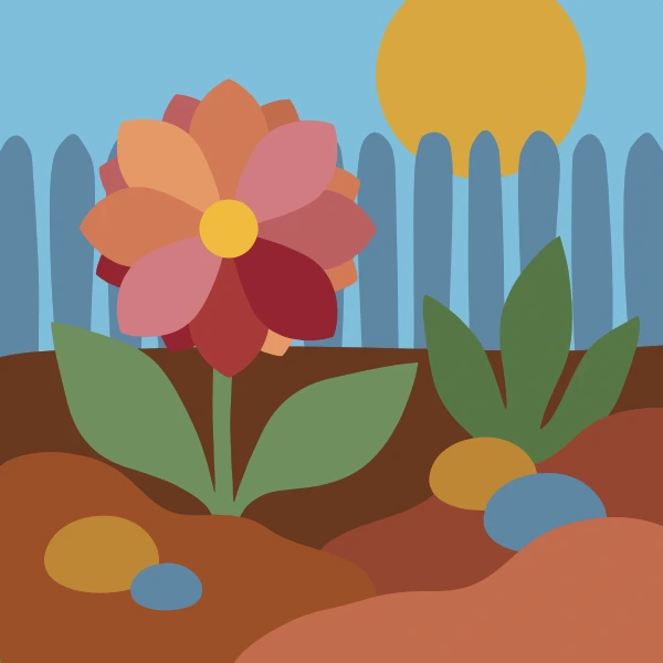 Pink and rose dahlia flower in a soil garden bed with colored pebbles a wooden fence and a golden sun behind it