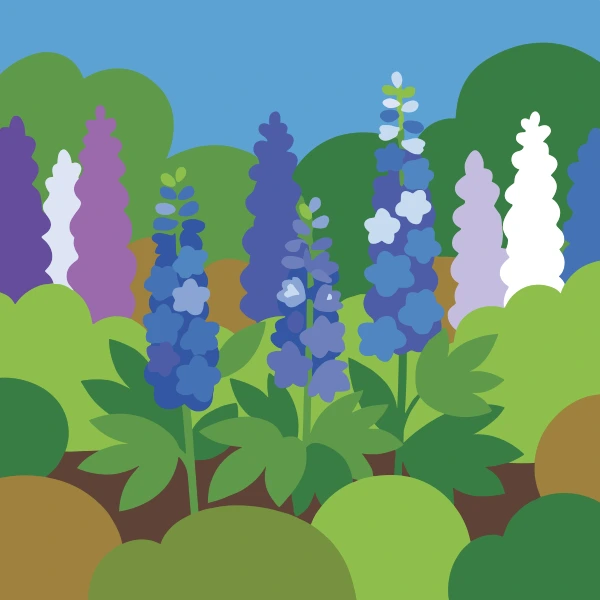 Tall spikes of blue purple lavender and white delphinium flowers in a lush green summer garden border with shrubs behind