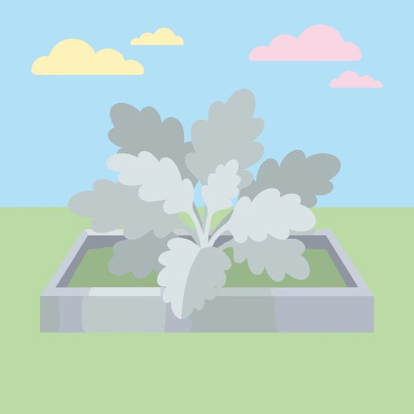 Silvery grey dusty miller plant with lobed leaves growing in a square stone raised bed on a green lawn under a blue sky