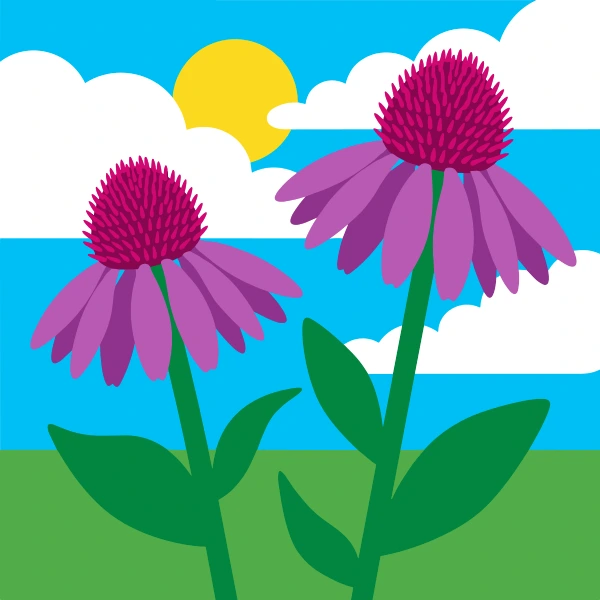 Two large purple echinacea coneflowers with spiky reddish-brown centers against a bright blue sky with white clouds and a yellow sun