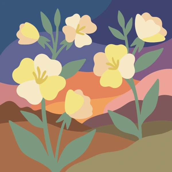 Pale cream and yellow evening primrose flowers with green leaves against a layered dusk sky of deep purple orange and brown