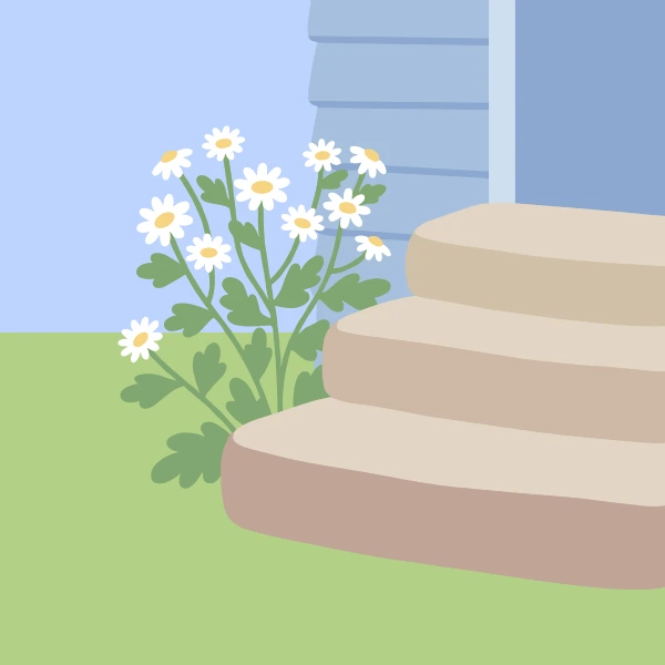 White feverfew daisy flowers with yellow centers and green leaves growing beside stone cottage steps with a blue-grey wall
