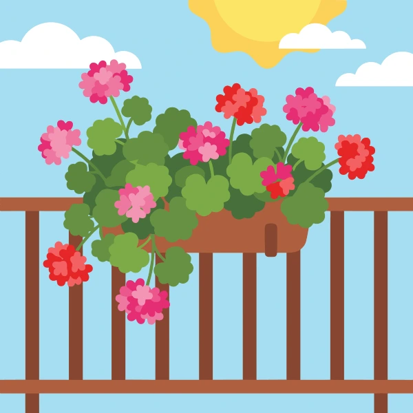 Red and pink geraniums overflowing a brown balcony window box railing under a sunny blue sky