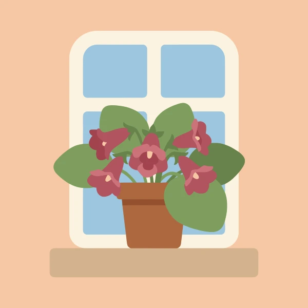 Deep burgundy red gloxinia flowers with cream throats in a terracotta pot on a window ledge