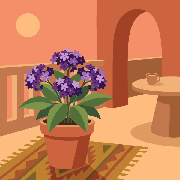 Deep purple heliotrope clusters in a terracotta pot on a warm orange-pink balcony with a geometric rug