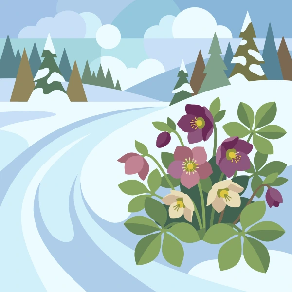 Purple pink and cream hellebore flowers blooming beside a snowy winding path with snow-covered pine trees