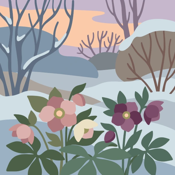 Pink mauve and deep purple hellebore flowers among bare winter shrubs and snow at pale orange dusk