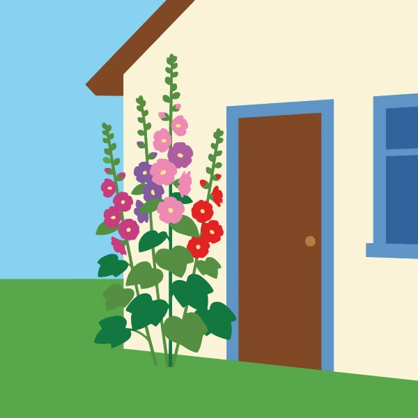 Tall pink red and purple hollyhock spikes growing beside a white farmhouse with a brown door and blue windows