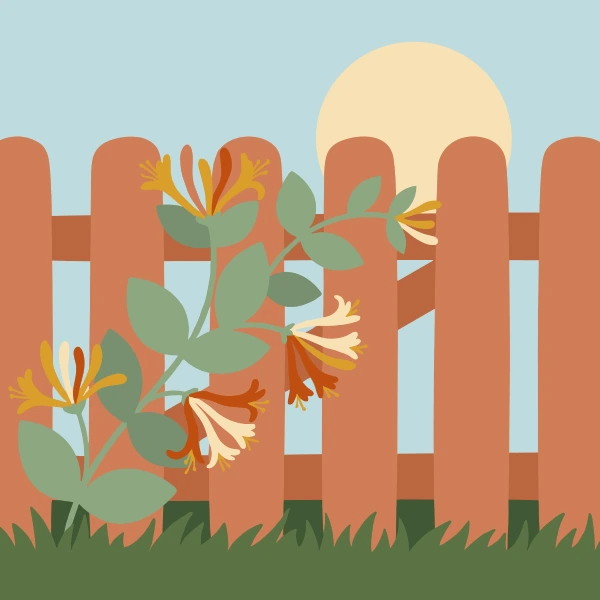 Orange and cream honeysuckle flowers with green leaves winding through a brown wooden picket fence at sunset