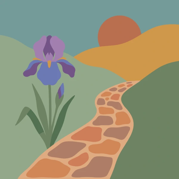 Tall purple and blue bearded iris with a yellow beard beside a winding stone path and warm orange sunset