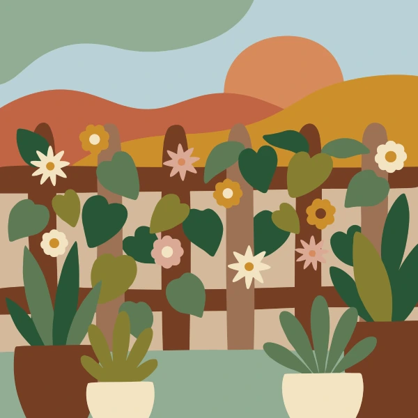 White and cream star-shaped jasmine flowers with heart-shaped leaves climbing a wooden garden fence at sunset