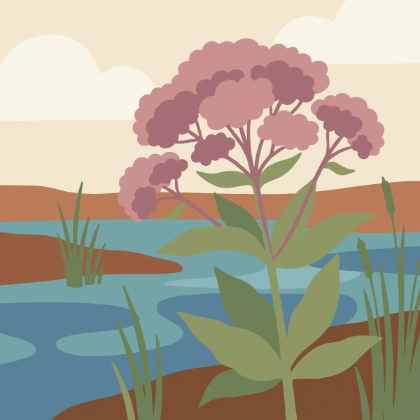 Tall joe pye weed with large dusty pink flower clusters above a wetland marsh with cattails and still blue water