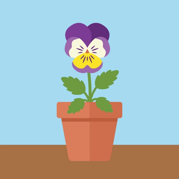 Single johnny jump up viola with deep purple upper petals and yellow lower petal in a terracotta pot on a shelf