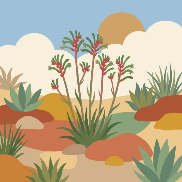 Tall red kangaroo paw flowers growing among ochre rocks and green succulents in a desert garden under a soft blue sky
