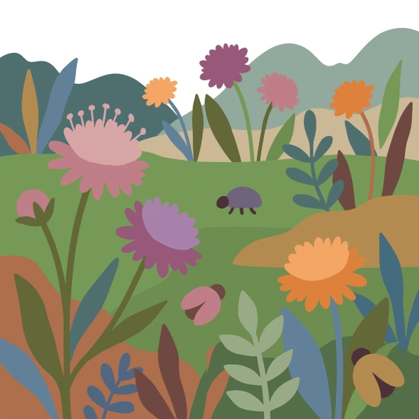 Pink, purple, and orange knautia flowers blooming in a meadow border with green hills, a small beetle, and layered foliage