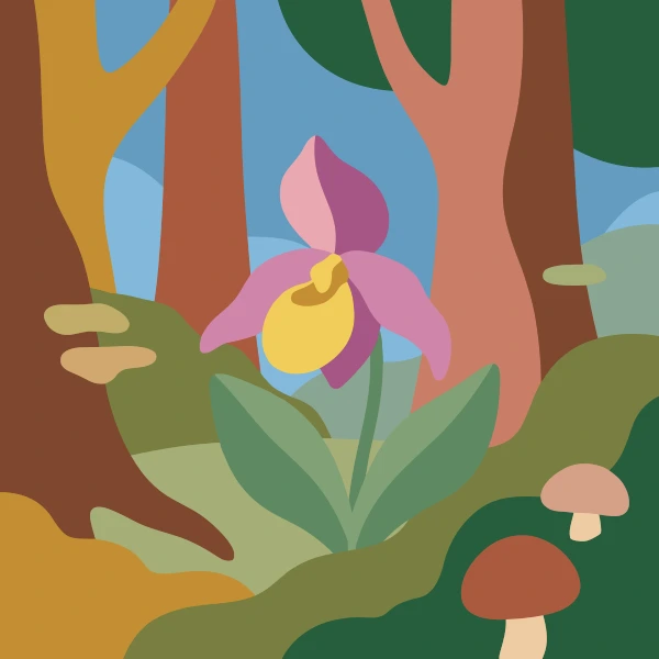 A pink and yellow lady's slipper orchid blooming between tree roots on a forest floor with mushrooms and blue sky through the canopy