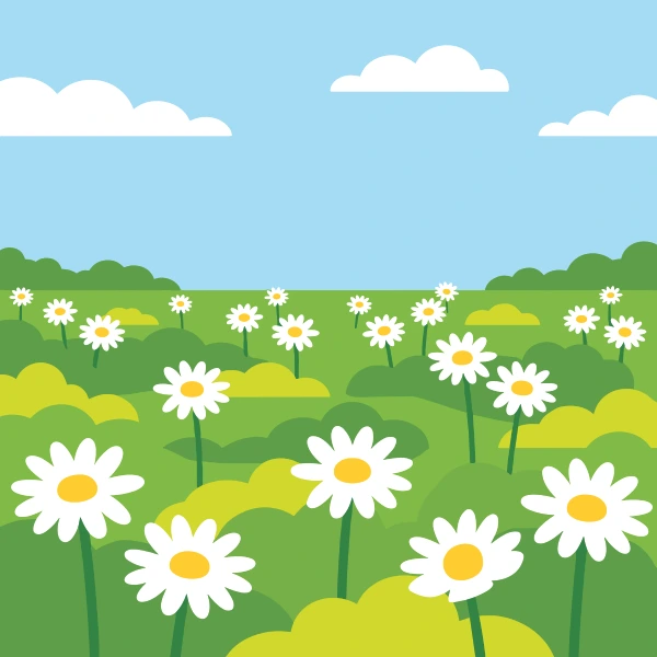 Rows of white leucanthemum daisies with bright yellow centres growing across a sunny green meadow under a clear blue sky with white clouds