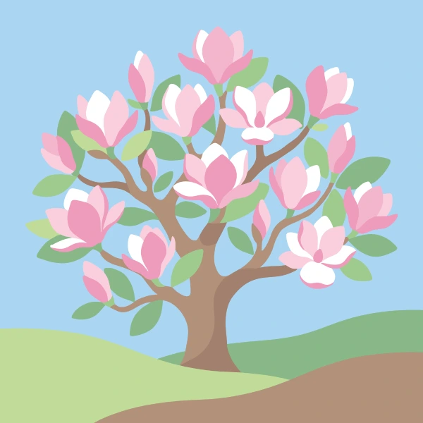 A magnolia tree in full spring bloom covered in large pink and white flowers and fresh green leaves against a soft blue sky with green lawn below
