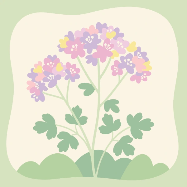 A tall meadow rue plant with fluffy clusters of pink, purple, and yellow flowers on fine branching stems and divided green leaves against a pale green background