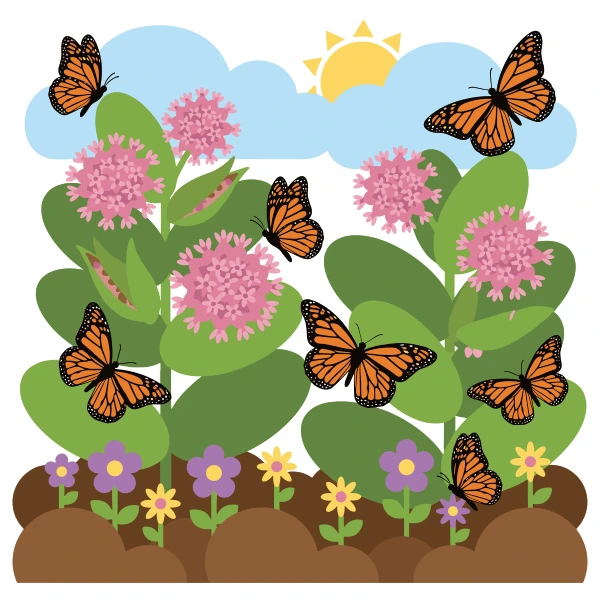 Several monarch butterflies with orange and black wings flying around pink milkweed flower clusters in a garden bed with small colourful flowers below