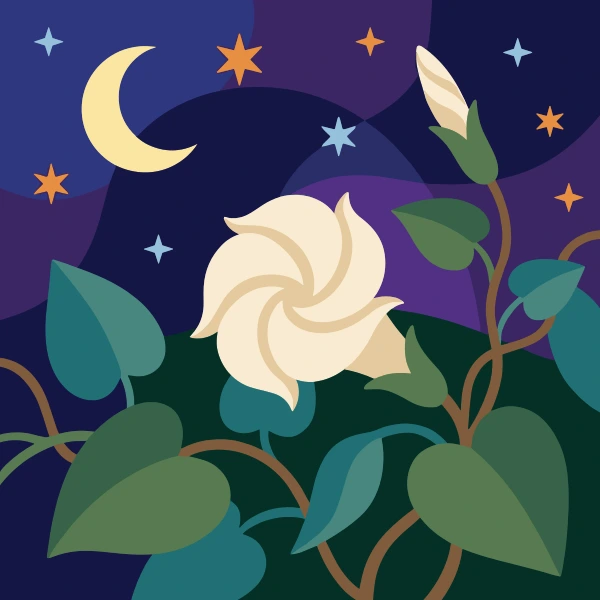 A large white moonflower bloom opening on a vine under a crescent moon with orange and blue stars in a deep purple night sky