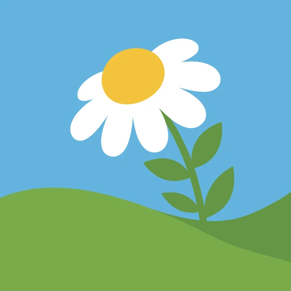 A single large white oxeye daisy with a bright golden yellow centre on a green stem with two leaves on a gently curving green hillside under blue sky