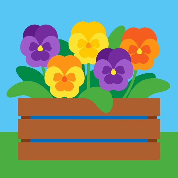Purple, yellow, and orange pansy flowers with dark centre markings filling a rustic wooden slatted flower box on a sunny day
