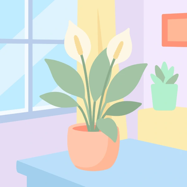 Peace lily with tall white spathes and broad green leaves in a peach pot on a table beside a bright window and small succulent
