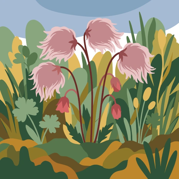 Fluffy pink feathery prairie smoke seed heads on deep burgundy stems rising above a wild garden of mixed golden, sage, and dark green foliage