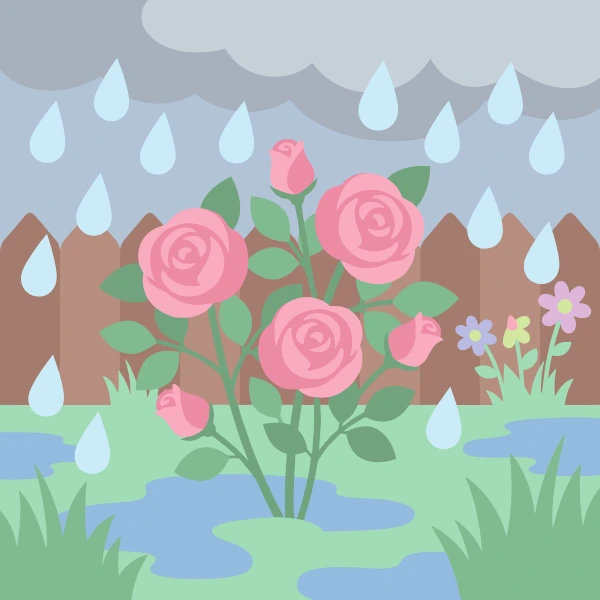 Pink rose bush with open blooms and buds in a rainy garden, raindrops falling from grey clouds and puddles forming near a brown wooden fence