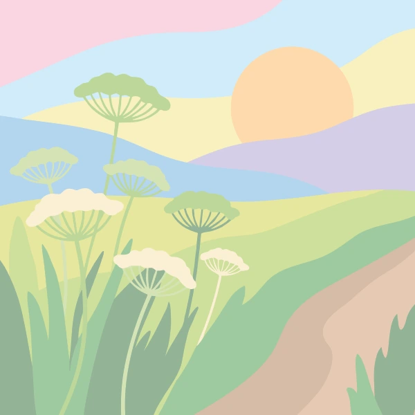 Tall white and pale green Queen Anne's lace umbrella flower heads beside a winding dirt path with layered lavender sage and gold rolling hills under a warm orange sunset