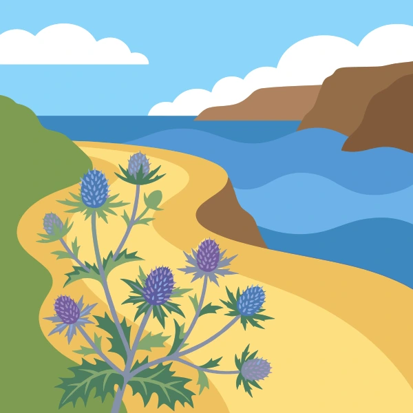 Spiky blue-purple sea holly thistle plants with silver-green bracts growing along a sandy coastal path with rocky brown cliffs and ocean in the background