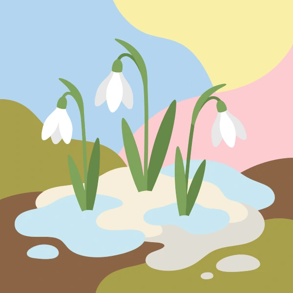 Three white snowdrop flowers with green stems emerging from melting snow and water puddles on a soft earthy ground with a pale sunrise sky