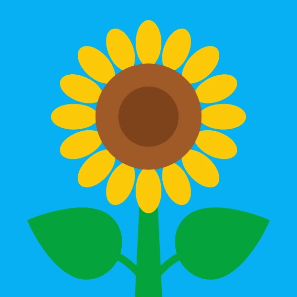 Single large sunflower with yellow petals and brown center on bright blue background with two green leaves