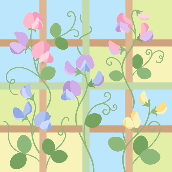 Pink, lavender, blue, and pale yellow sweet pea flowers climbing a wooden grid trellis with curling green vines and tendrils